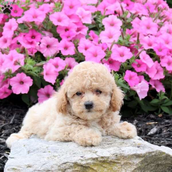 Willow, Bich-Poo Puppy