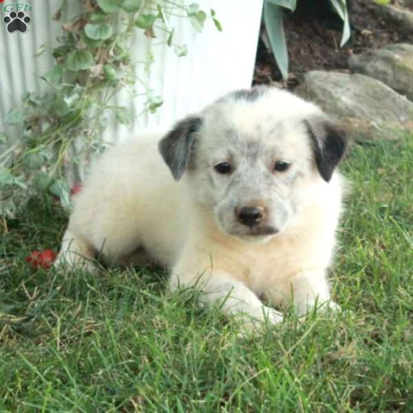 Willow, Great Pyrenees Mix Puppy