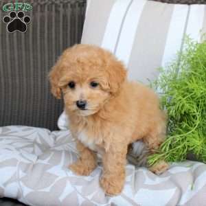 Willow, Bich-Poo Puppy