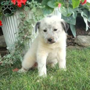 Willow, Great Pyrenees Mix Puppy