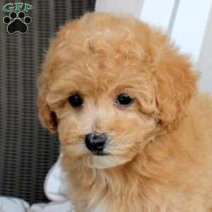 Willow, Bich-Poo Puppy