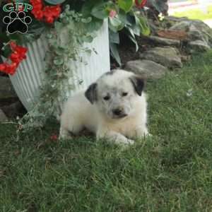 Willow, Great Pyrenees Mix Puppy