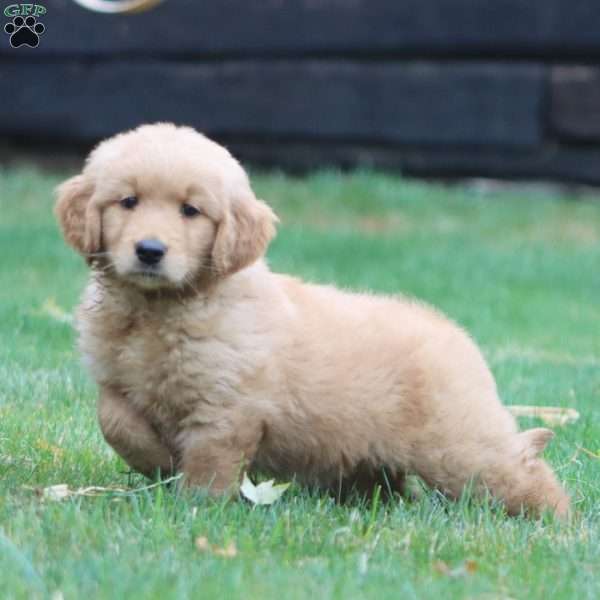 Willow, Golden Retriever Puppy