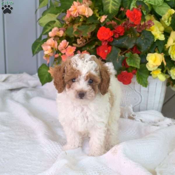 Willy, Miniature Poodle Puppy