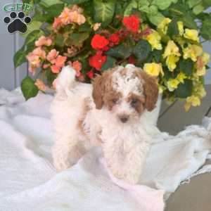 Willy, Miniature Poodle Puppy