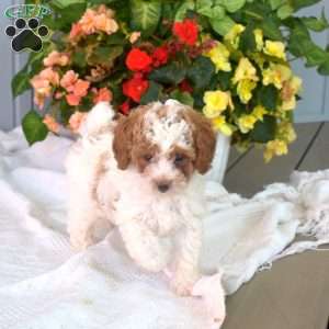 Willy, Miniature Poodle Puppy