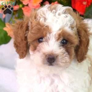 Willy, Miniature Poodle Puppy