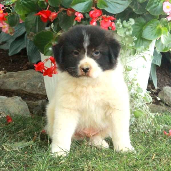Wilson, Great Pyrenees Mix Puppy