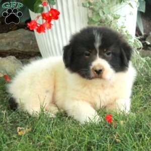 Wilson, Great Pyrenees Mix Puppy