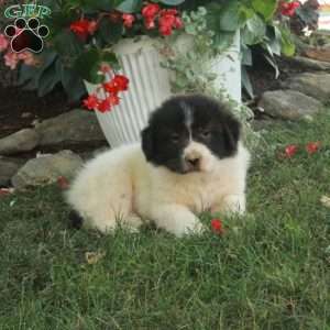 Wilson, Great Pyrenees Mix Puppy