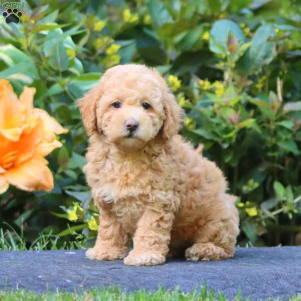 Winner, Maltipoo Puppy