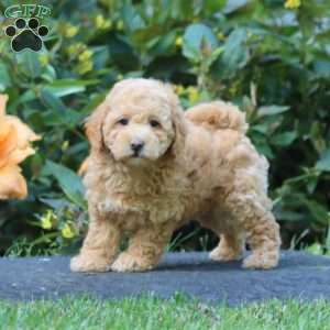 Winner, Maltipoo Puppy
