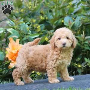 Winner, Maltipoo Puppy