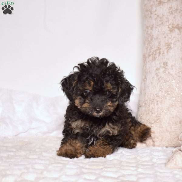 Winnie, Toy Poodle Puppy