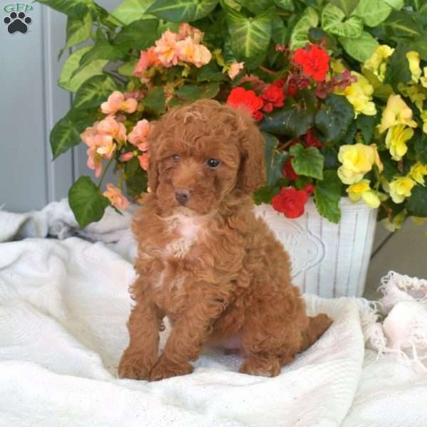 Winnie, Miniature Poodle Puppy