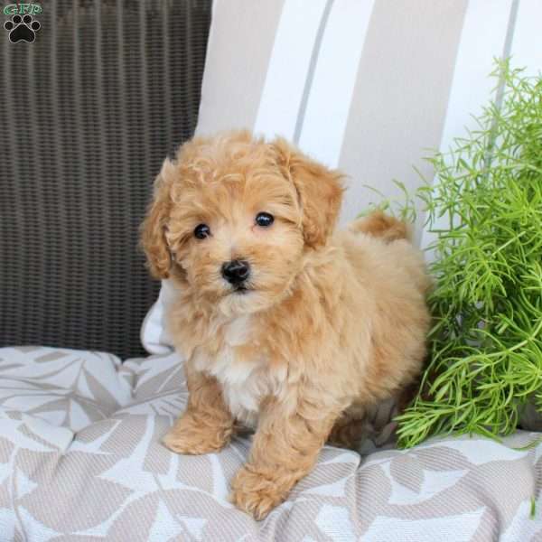 Winnie, Bich-Poo Puppy