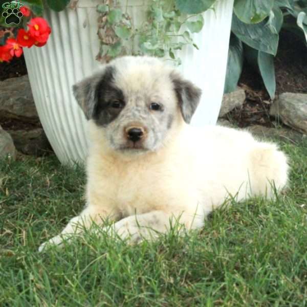 Winnie, Great Pyrenees Mix Puppy