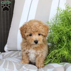 Winnie, Bich-Poo Puppy