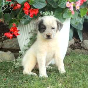 Winnie, Great Pyrenees Mix Puppy