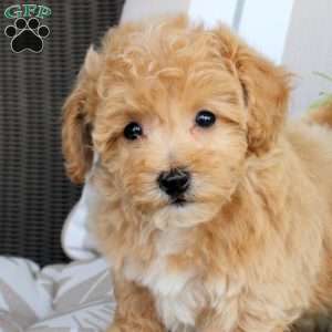 Winnie, Bich-Poo Puppy
