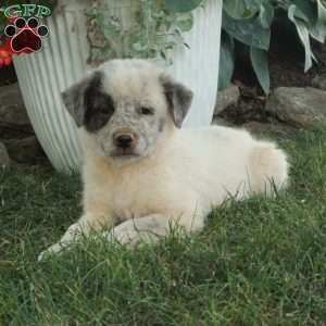 Winnie, Great Pyrenees Mix Puppy