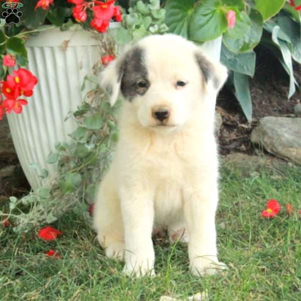 Winona, Great Pyrenees Mix Puppy