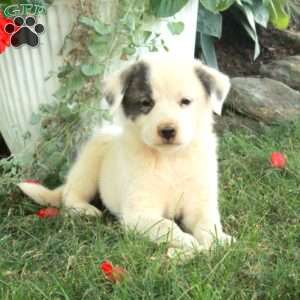 Winona, Great Pyrenees Mix Puppy