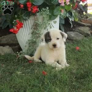 Winona, Great Pyrenees Mix Puppy