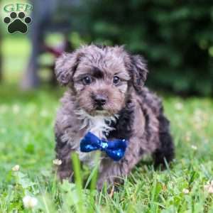 Jasmine, Yorkie Poo Puppy