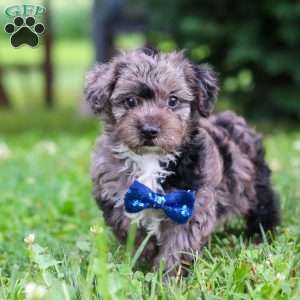 Jasmine, Yorkie Poo Puppy