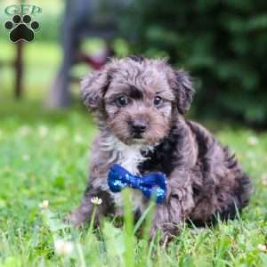 Jasmine, Yorkie Poo Puppy