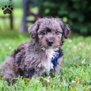 Jasmine, Yorkie Poo Puppy