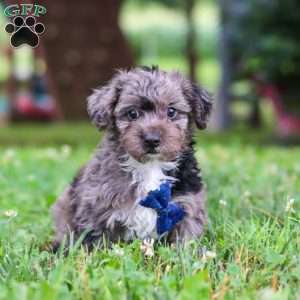 Jasmine, Yorkie Poo Puppy