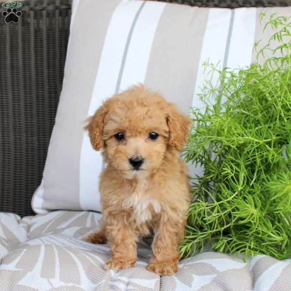 Winston, Bich-Poo Puppy