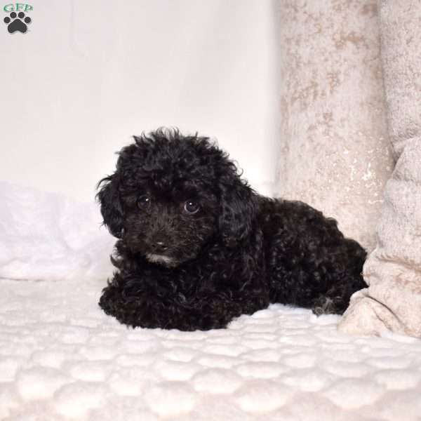 Winston, Toy Poodle Puppy