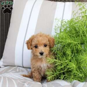 Winston, Bich-Poo Puppy