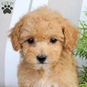 Winston, Bich-Poo Puppy