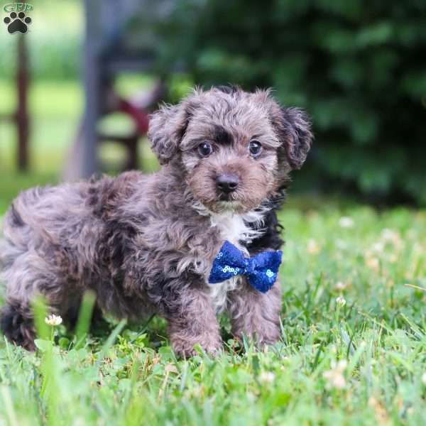 Jasmine, Yorkie Poo Puppy