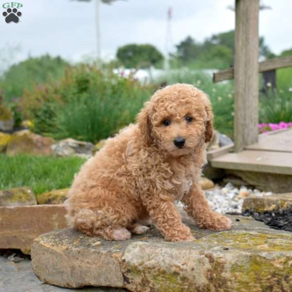 Wish, Bich-Poo Puppy
