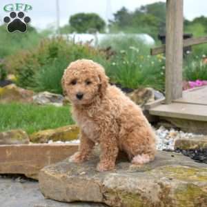 Wish, Bich-Poo Puppy