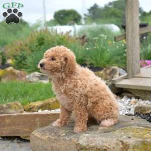 Wish, Bich-Poo Puppy