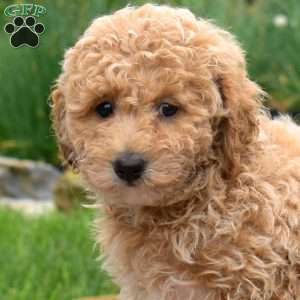 Wish, Bich-Poo Puppy