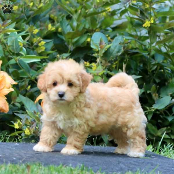 Wonder, Maltipoo Puppy