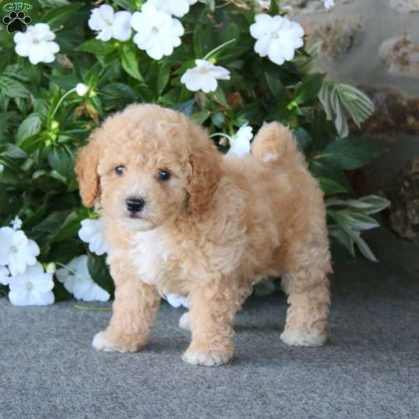 Wonder, Bich-Poo Puppy