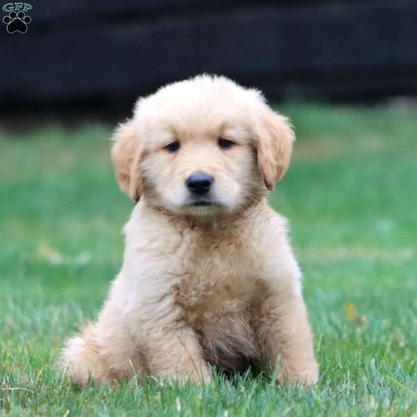 Wonder, Golden Retriever Puppy