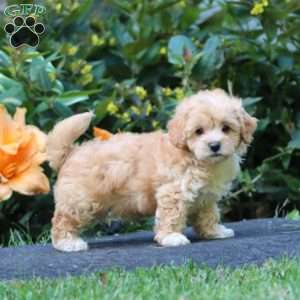 Wonder, Maltipoo Puppy