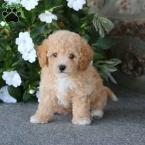 Wonder, Bich-Poo Puppy