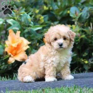 Wonder, Maltipoo Puppy
