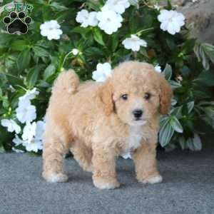 Wonder, Bich-Poo Puppy
