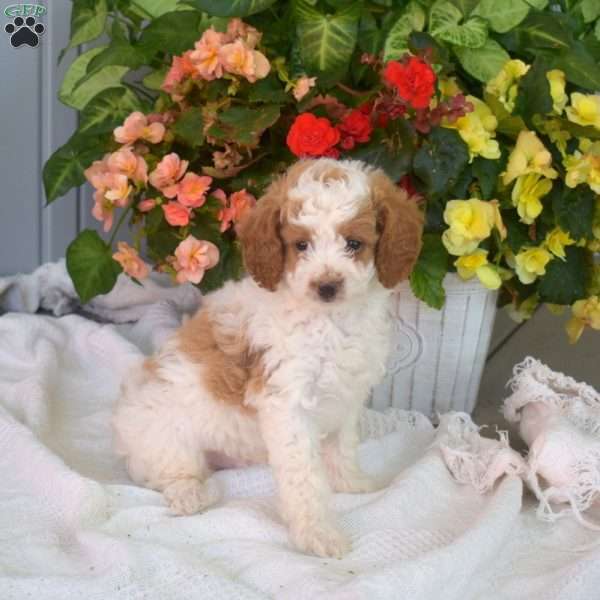 Wrangler, Miniature Poodle Puppy
